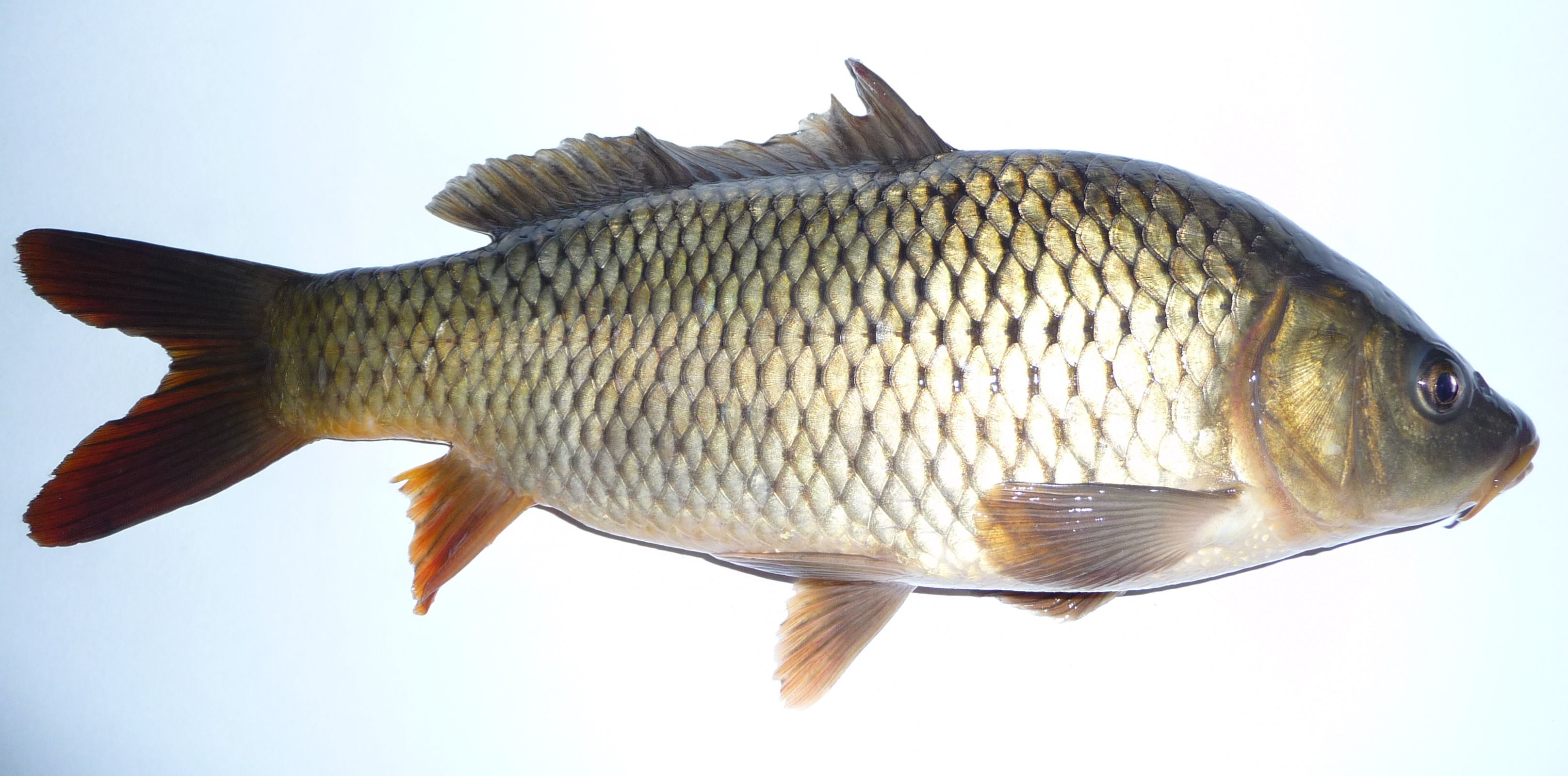 Carpa común en aguas lentas