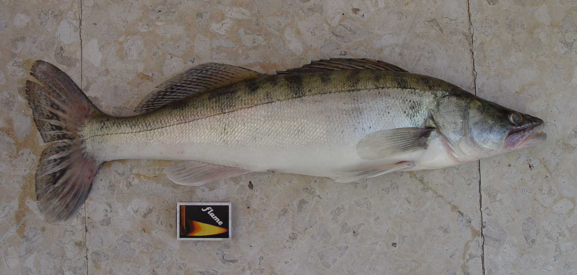 Lucioperca en embalse profundo