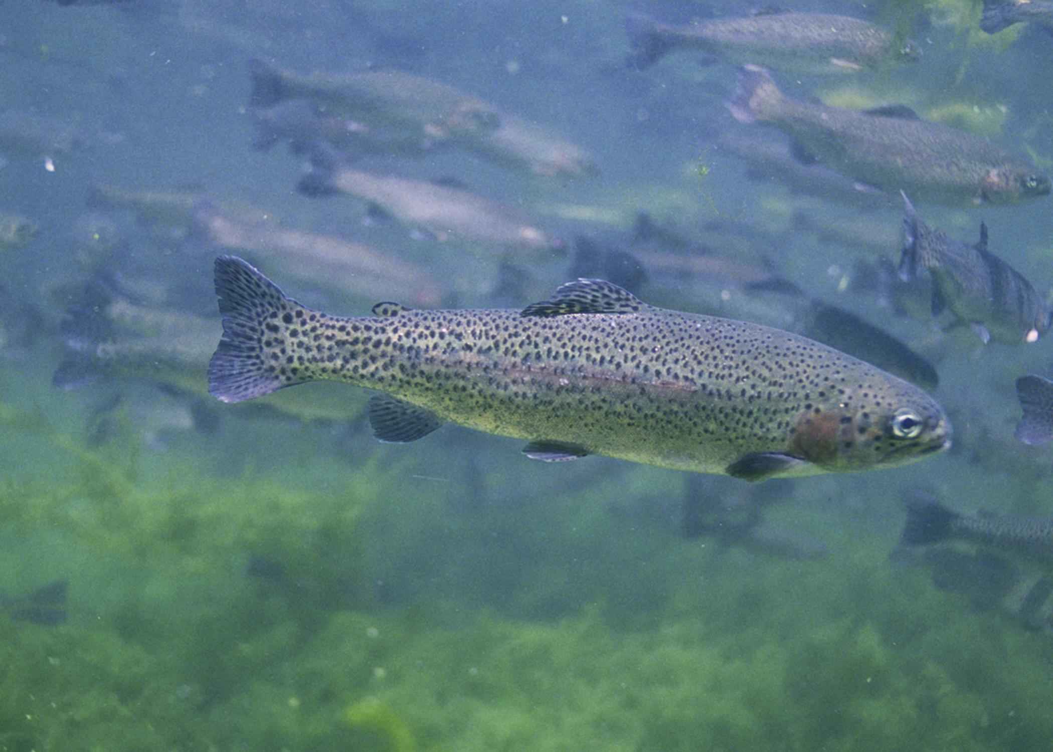 Trucha en agua fría de corriente