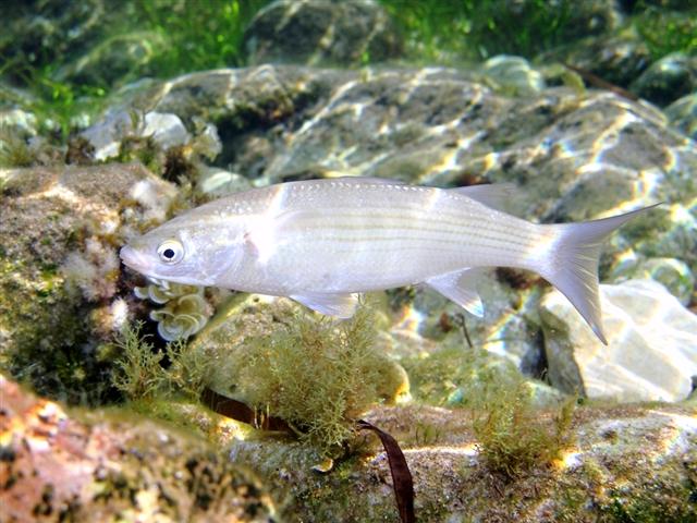 Pez costero en zona de estuario