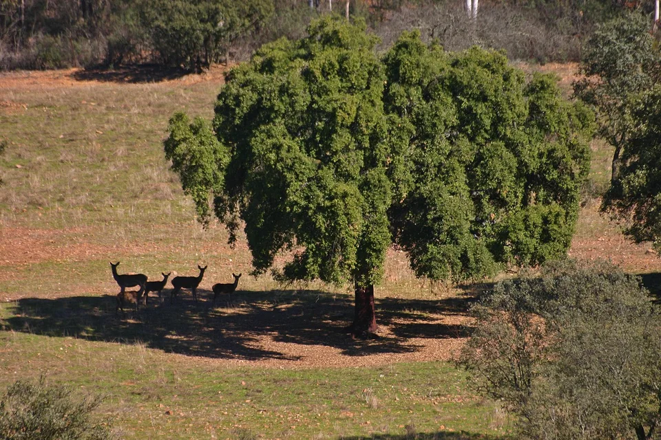 Grupo de ciervas y crías bajo una encina en una dehesa extremeña
