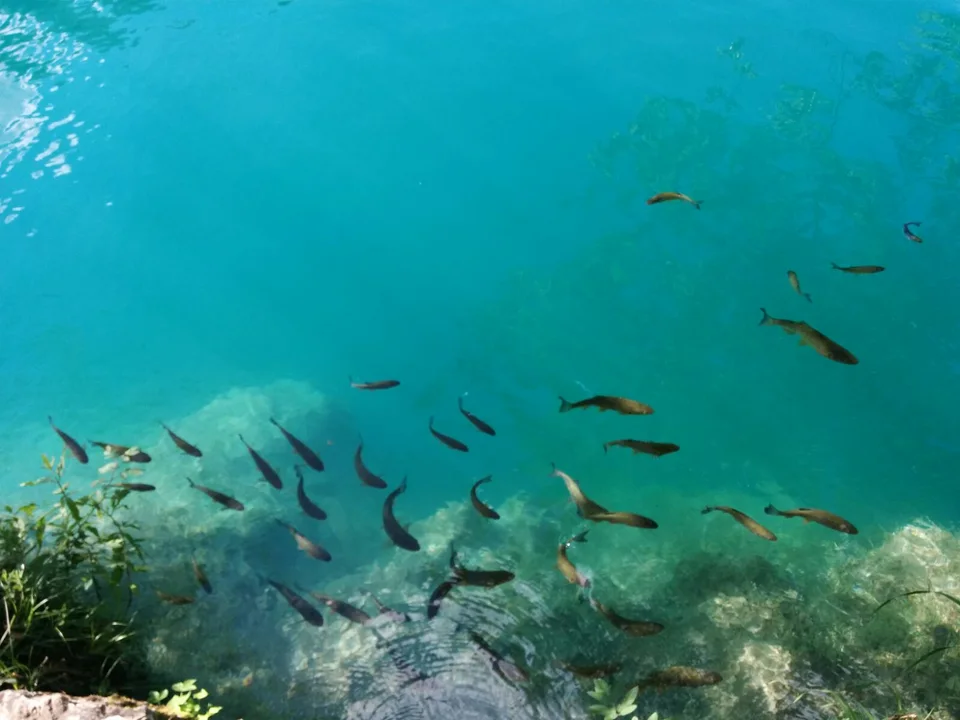 Grupo de peces de agua dulce nadando en un lago transparente