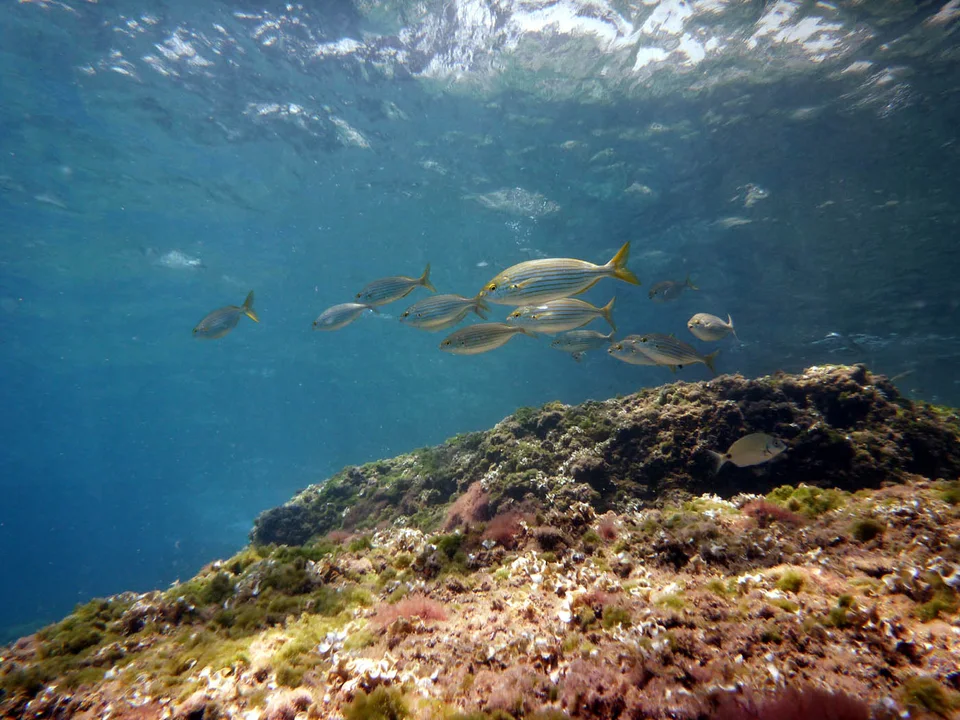 Cardumen de salpas sobre un fondo rocoso en El Portús, Cartagena