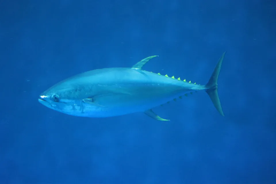 Atún rojo nadando, con cuerpo fusiforme y pectorales cortas
