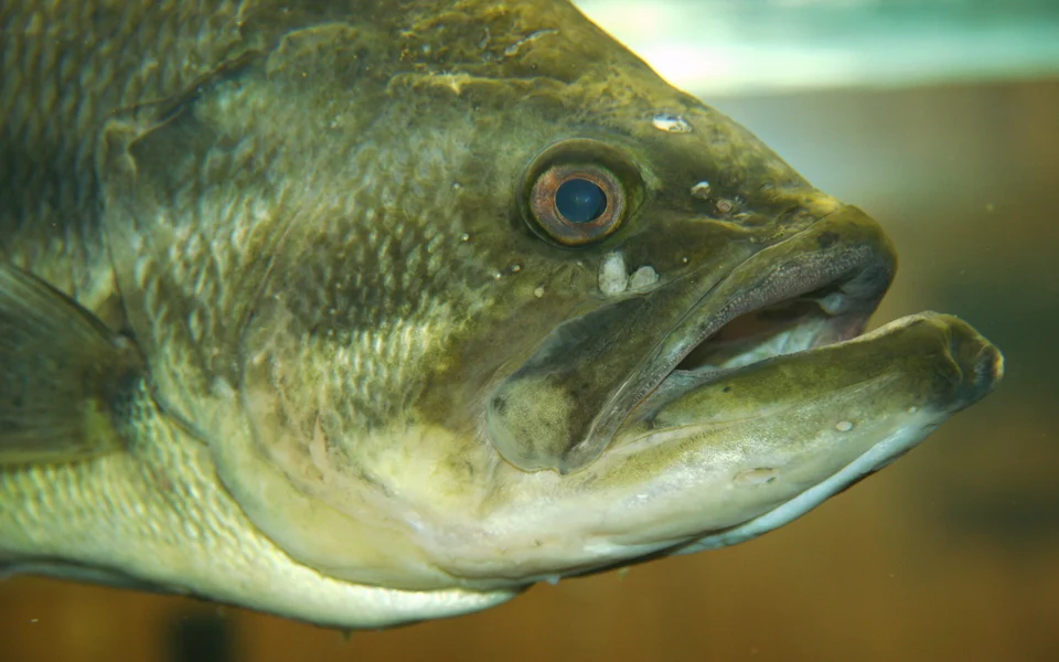 Detalle de la cabeza y mandíbula de un black bass de boca grande en acuario