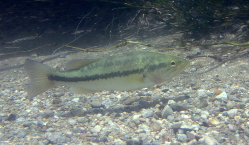 Black bass de boca grande visto de perfil bajo el agua, con franja oscura lateral