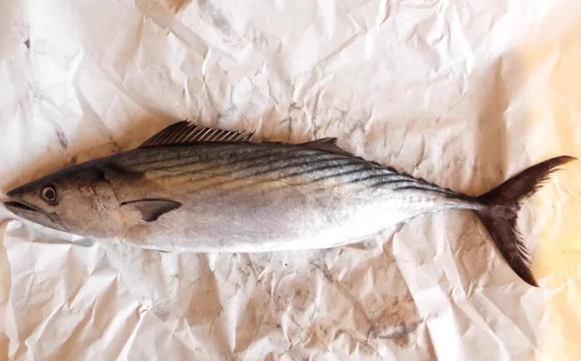 Bonito Sarda sarda de perfil, con franjas oscuras oblicuas en el dorso