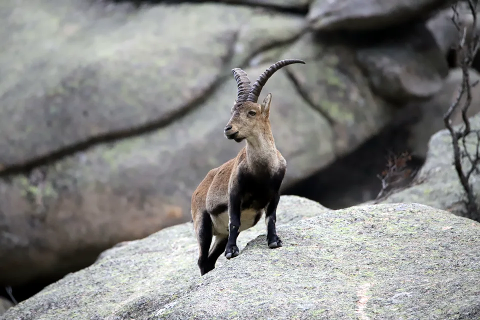 Cabra montés en una ladera rocosa de la Sierra de Guadarrama