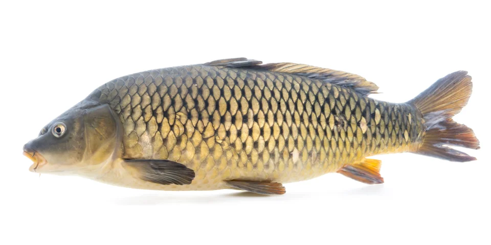 Carpa común de perfil sobre fondo blanco, con escamas grandes, boca con barbillones y cola escotada