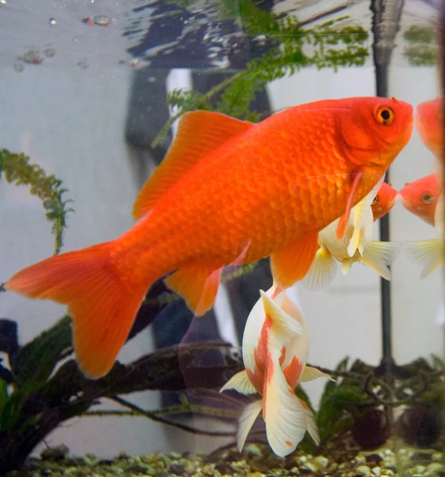 Carpín dorado: imagen de referencia de la ficha