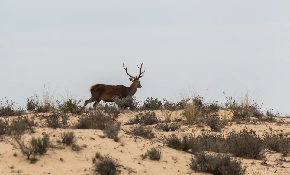 Ciervo macho caminando por las dunas del Parque Nacional de Doñana