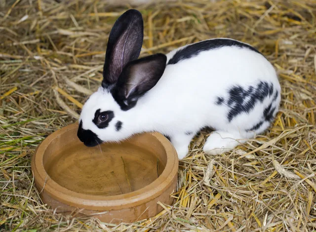 Conejo europeo visto de perfil sobre la hierba