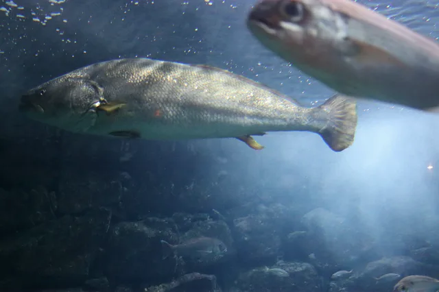Corvina: imagen de referencia de la ficha
