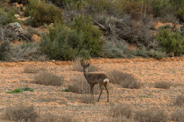 Corzo macho en un campo de Soria