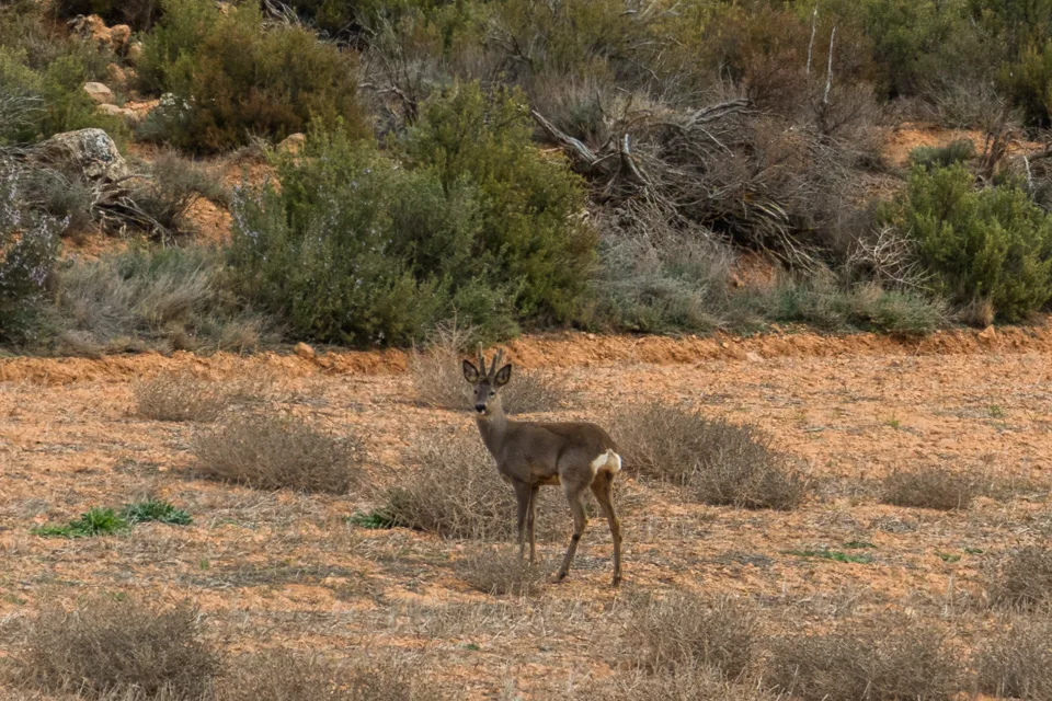 Corzo macho en un campo de Santa María de Huerta, Soria
