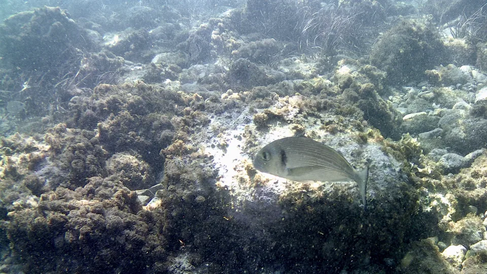 Dorada Sparus aurata nadando bajo el agua