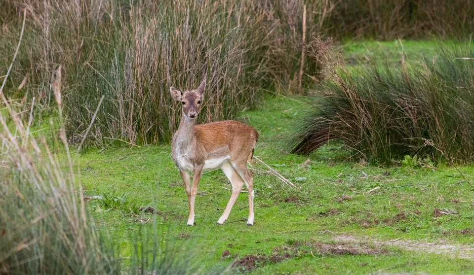 Gamo macho adulto en el Parque Nacional de Doñana
