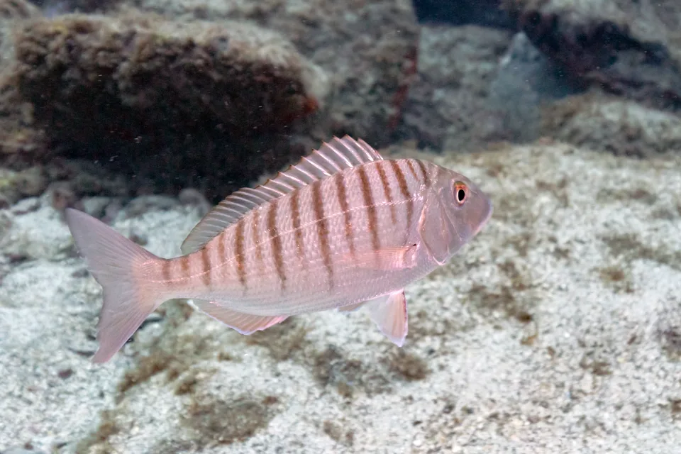 Pez herrera Lithognathus mormyrus nadando en aguas de Tenerife