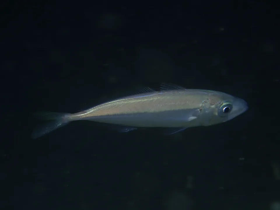 Ejemplar de jurel Trachurus trachurus de perfil