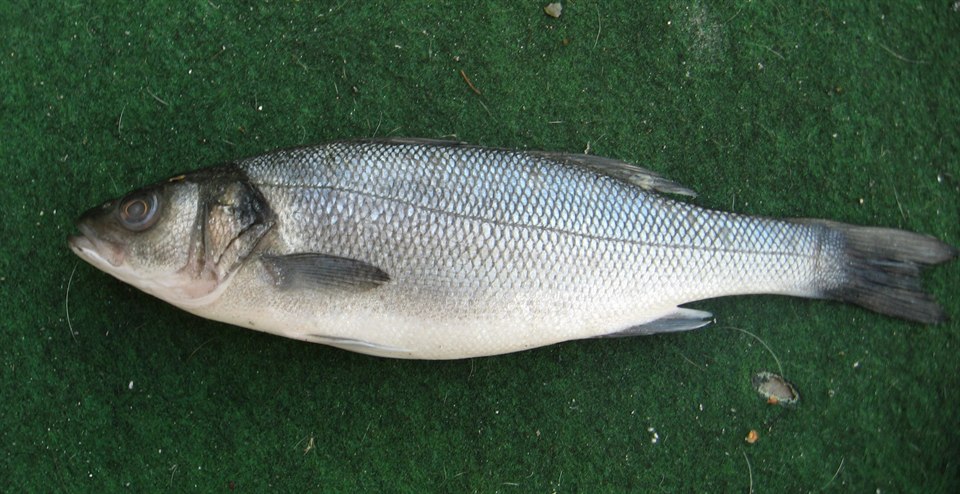 Ejemplar real de lubina Dicentrarchus labrax visto de lado