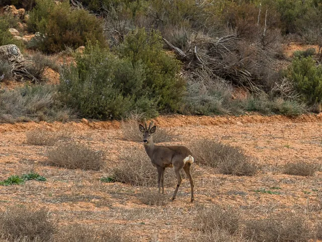 Corzo europeo en Santa María de Huerta, Soria