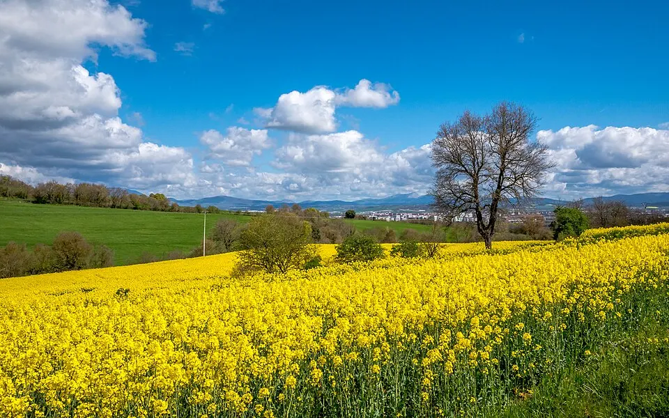 Paisaje forestal y montañoso de Eskibel en Euskadi